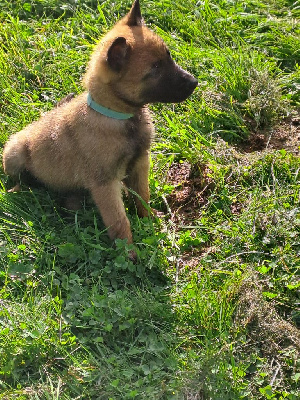 Les chiots de Berger Belge