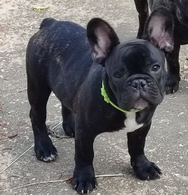 Les chiots de Bouledogue français