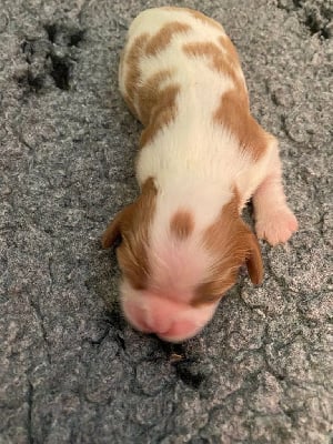 Les chiots de Cavalier King Charles Spaniel