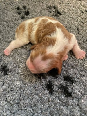 Les chiots de Cavalier King Charles Spaniel