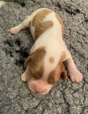 Les chiots de Cavalier King Charles Spaniel