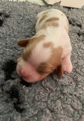 Les chiots de Cavalier King Charles Spaniel