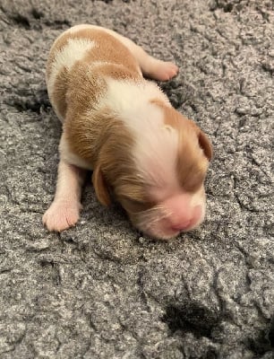 Les chiots de Cavalier King Charles Spaniel