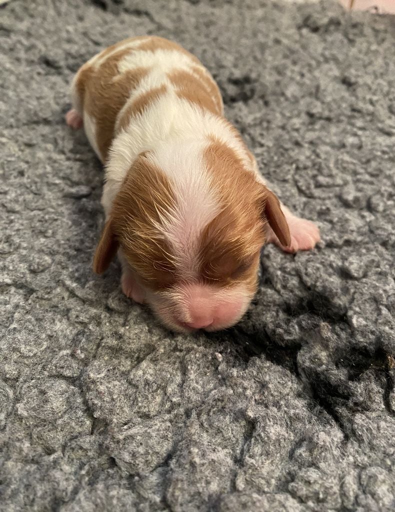 CHIOT - Cavalier King Charles Spaniel