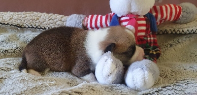 Les chiots de Welsh Corgi Pembroke