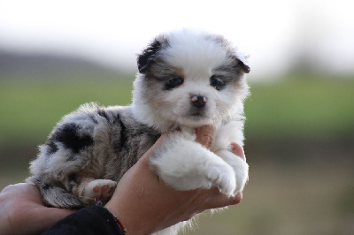 Les chiots de Berger Américain Miniature 