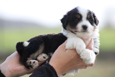 Les chiots de Berger Américain Miniature 