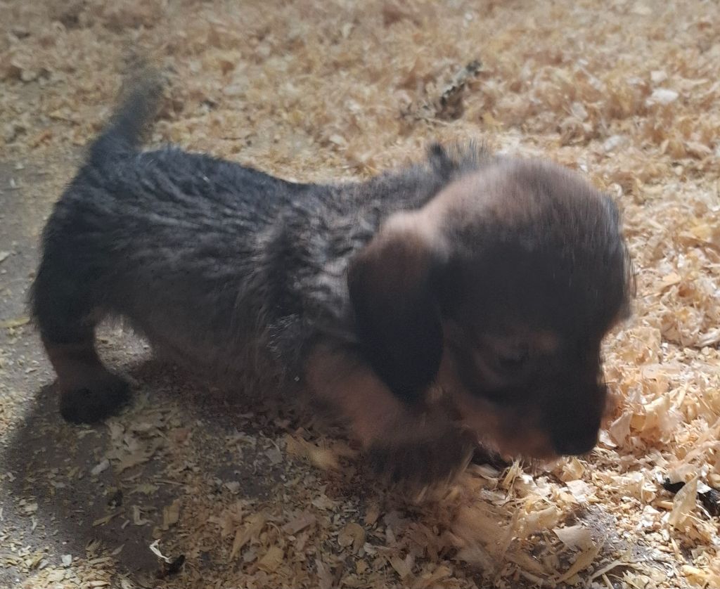 Kaninchen sanglier - Teckel poil dur