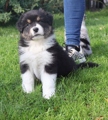 Les chiots de Berger Australien