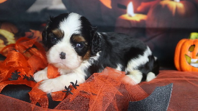 Les chiots de Cavalier King Charles Spaniel