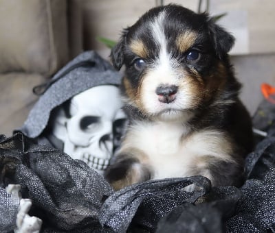 Les chiots de Berger Australien