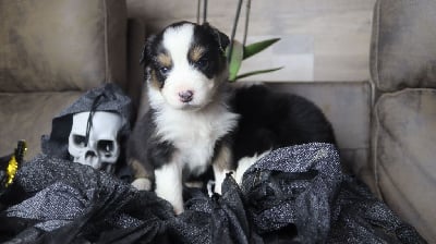 Les chiots de Berger Australien