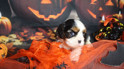 Les chiots de Cavalier King Charles Spaniel