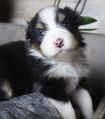 Les chiots de Berger Australien