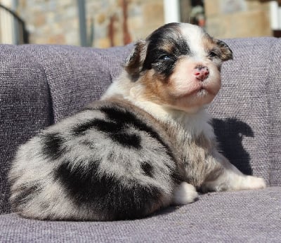 Les chiots de Berger Australien