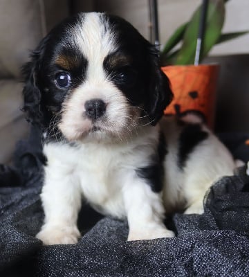 Les chiots de Cavalier King Charles Spaniel