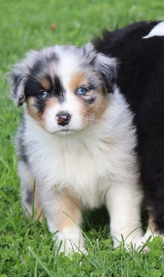 Les chiots de Berger Australien