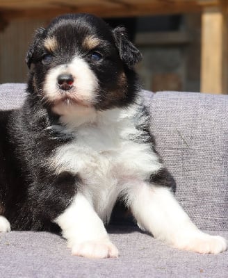 Les chiots de Berger Australien