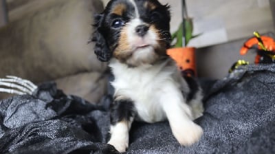 Les chiots de Cavalier King Charles Spaniel