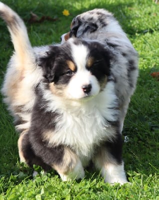 Les chiots de Berger Australien