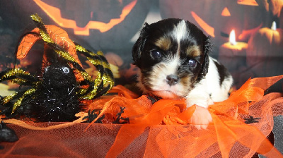 Les chiots de Cavalier King Charles Spaniel