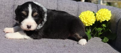 CHIOT 6 - Berger Australien