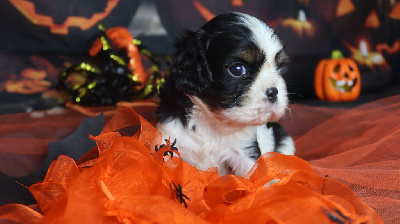 Les chiots de Cavalier King Charles Spaniel