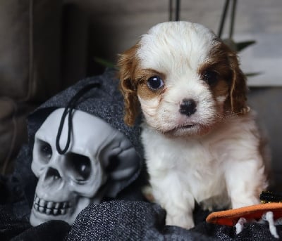 Les chiots de Cavalier King Charles Spaniel