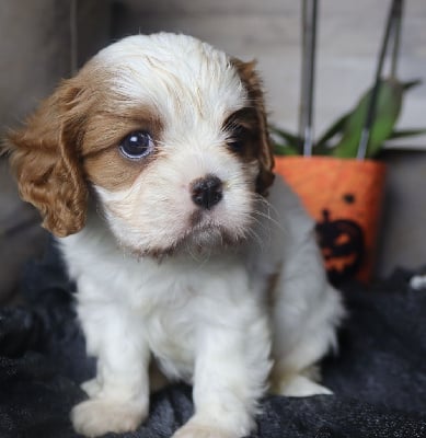 Les chiots de Cavalier King Charles Spaniel