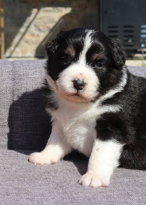 Les chiots de Berger Australien