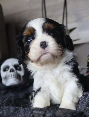 Les chiots de Cavalier King Charles Spaniel