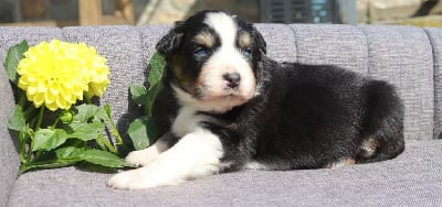 Les chiots de Berger Australien