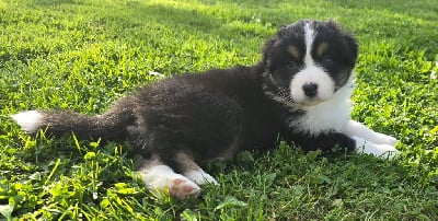 Les chiots de Berger Australien