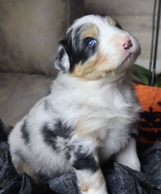 Les chiots de Berger Australien