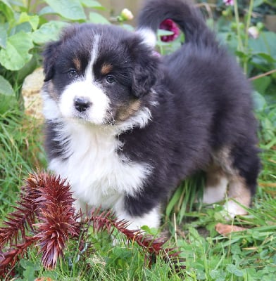 Les chiots de Berger Australien