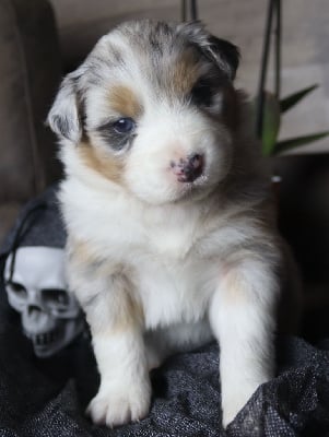 Les chiots de Berger Australien