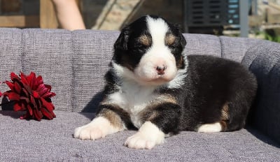 Les chiots de Berger Australien