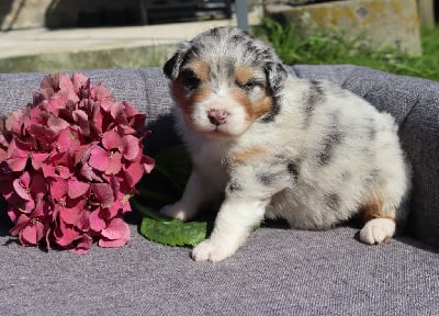 Les chiots de Berger Australien