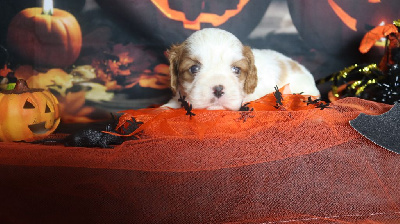 Les chiots de Cavalier King Charles Spaniel