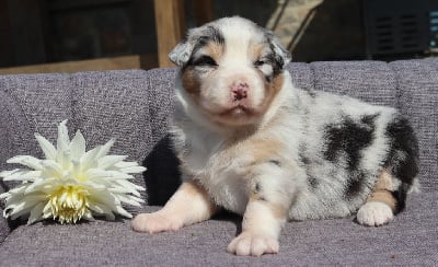 Les chiots de Berger Australien