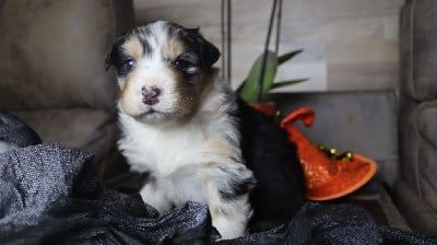 Les chiots de Berger Australien