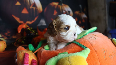 Les chiots de Cavalier King Charles Spaniel