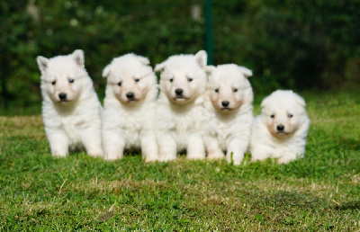 Les chiots de Berger Blanc Suisse