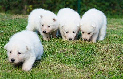 Les chiots de Berger Blanc Suisse