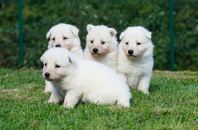 Les chiots de Berger Blanc Suisse