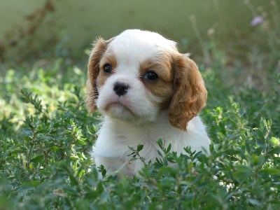 Les chiots de Cavalier King Charles Spaniel