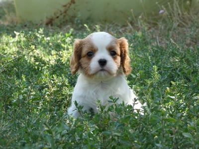 Les chiots de Cavalier King Charles Spaniel