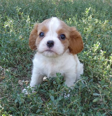 Les chiots de Cavalier King Charles Spaniel