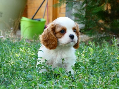 Les chiots de Cavalier King Charles Spaniel