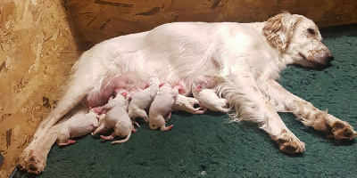 Les chiots de Setter Anglais